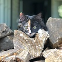 Animals at Home - Photography Competition Spot Prize Winner: Cooper (10) Judges feedback: The kitten's gaze is right down the barrel of the camera. I enjoy the symmetry in the composition with the line down the centre of the kitten's face being echoed by the lines in the shed behind.